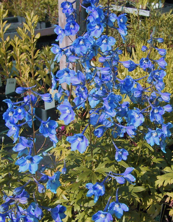 Delphinium belladonna Summer Skies.jpg